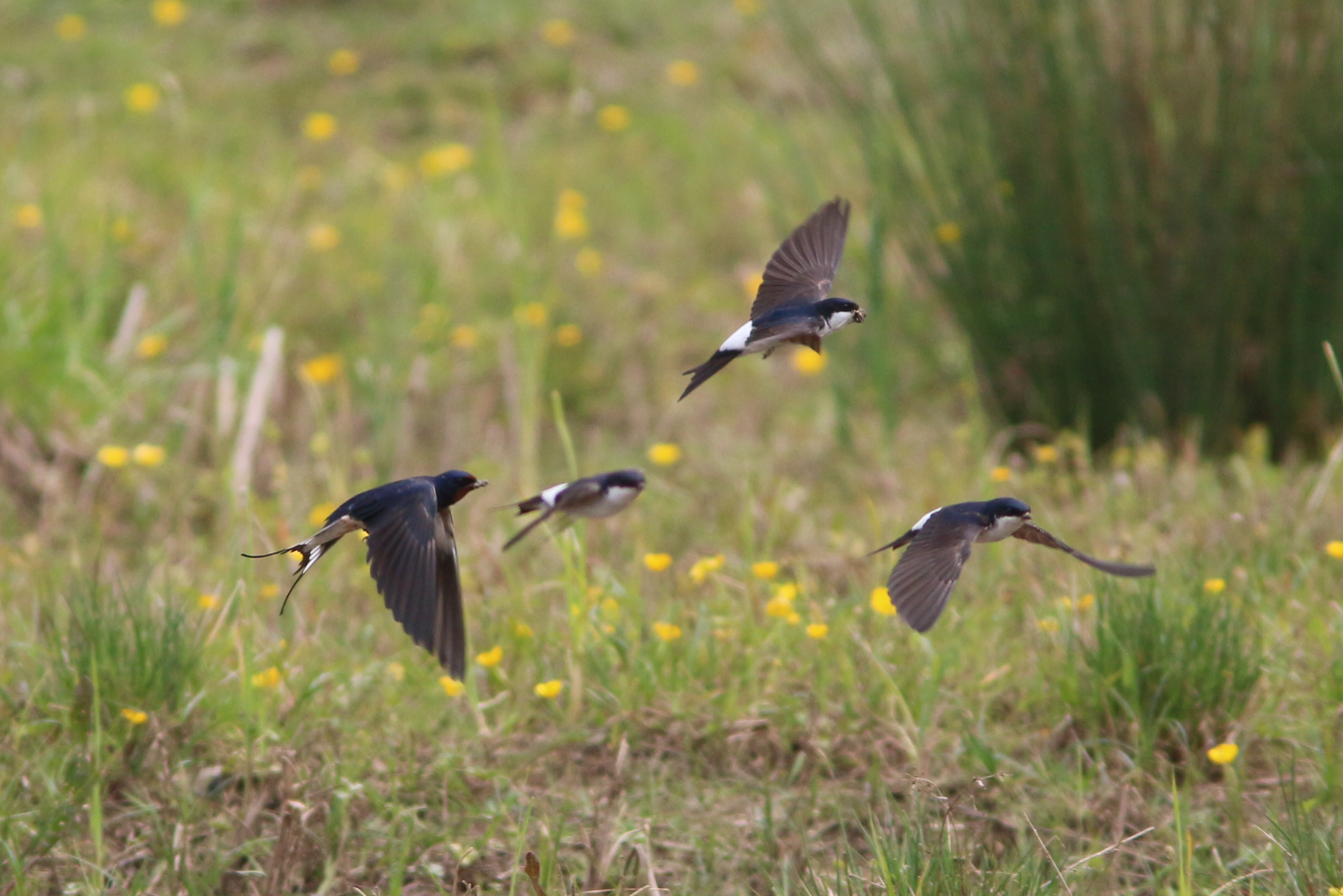Conférence faune du bâti et rénovation thermique